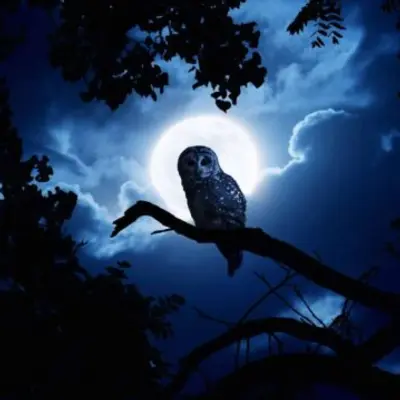 "Nightsounds"