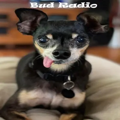 Bud Radio